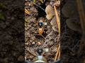 Inside the Soil Micro World Springtail Camera POV Journey#Springtail #MicroWorld #SoilLife