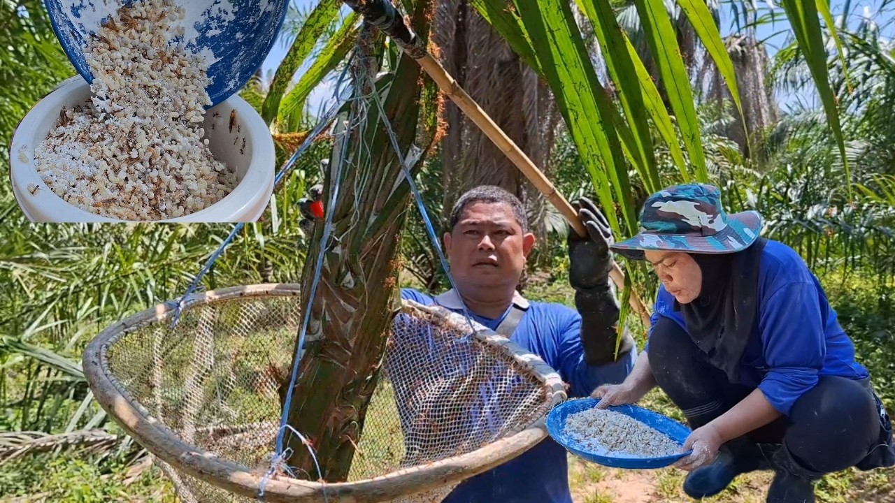 😲 ว้าววันนี้หมานสุดๆ‼️ได้ไข่มดแดงสวยๆ‼️เต็มกระติก