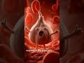 Garlic has a secret most people don't know... Watch this before your next meal! #Garlic #Shorts