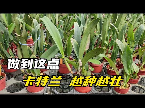 235 嘉德利亚兰一个芽爱一个芽养得壮，做到这一点，离开花就不远了！
