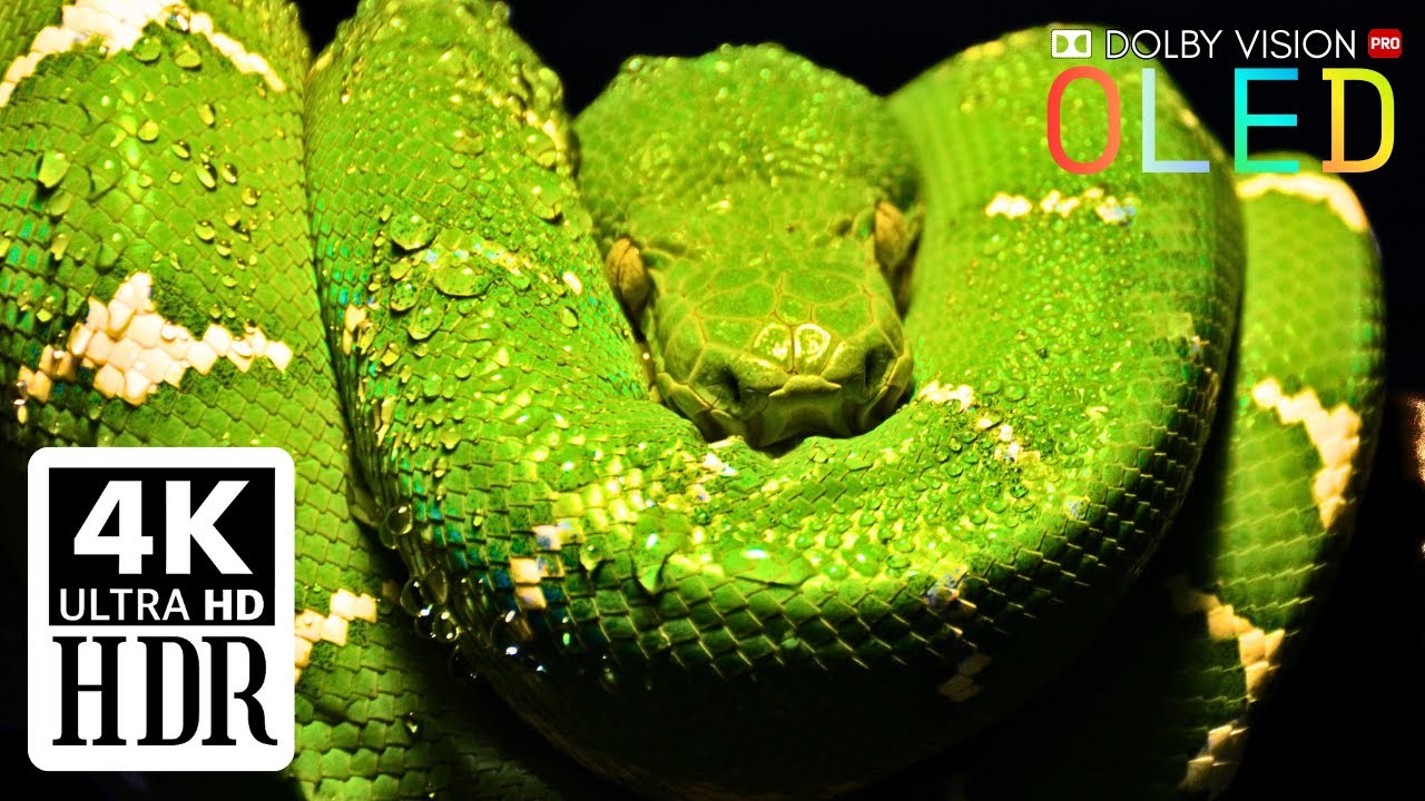 Discover the Hidden Wonders of Cinematic Nature in 4K HDR | 4K SCENIC UHD 4k