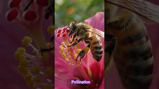 Insect pollination #entomophily #pollination #pollinators #angiosperm #biology