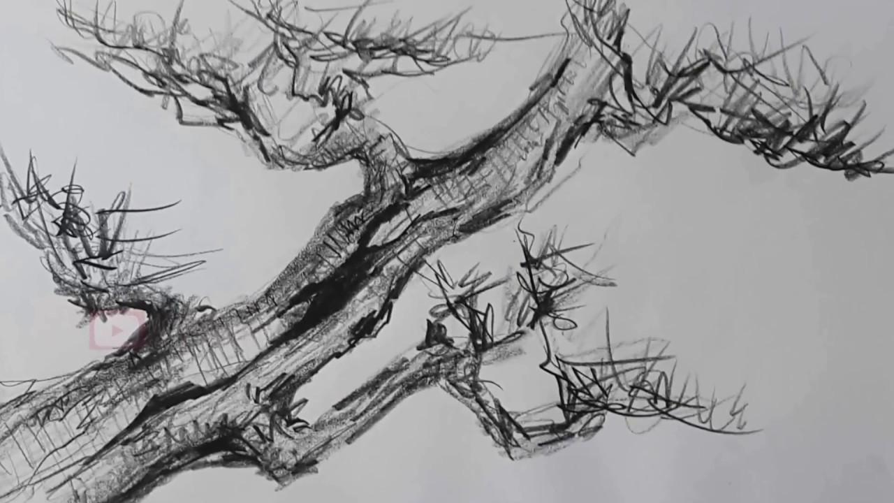 Charcoal Pencil Tree Cara Menggambar Pohon Menggunakan Pensil Arang