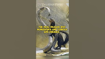 Real Reason Why Mongoose And Cobra Are Enemies 😱😱😱