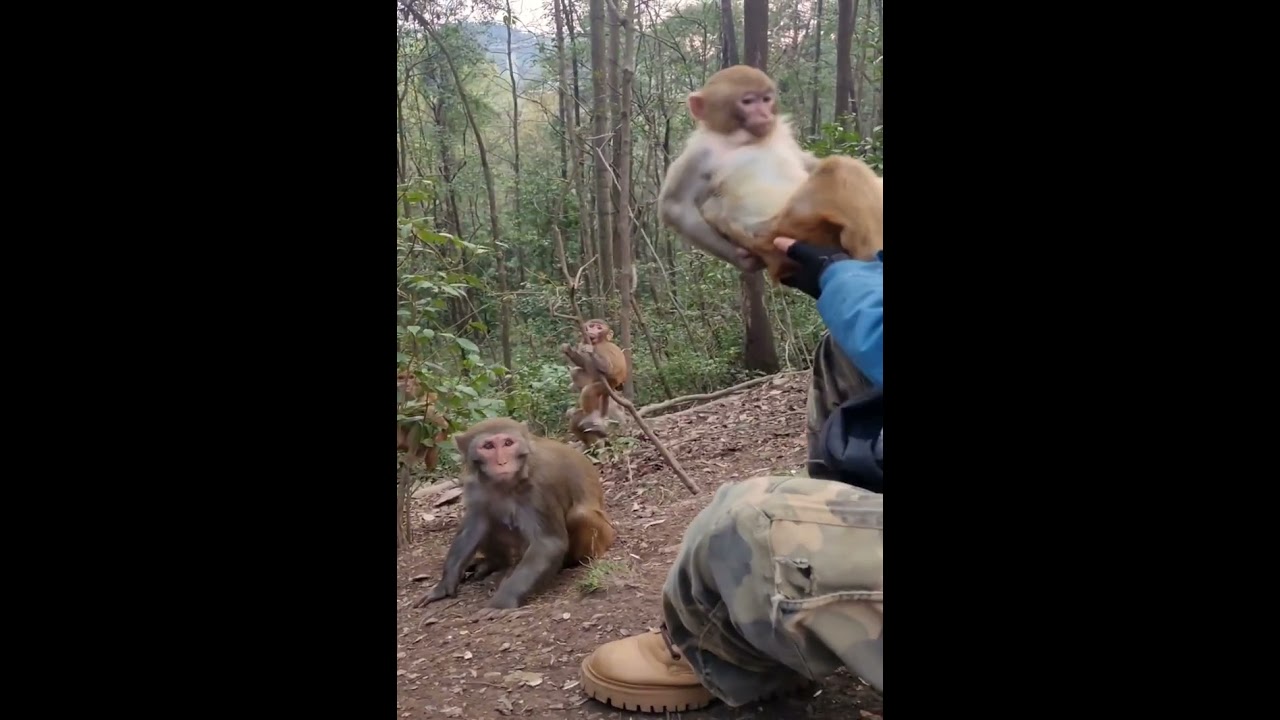 The Surprising Secret Life of Monkeys (Funny Animal)