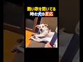 酷い歌を聞いてる時の犬の反応😂✨ #面白い #爆笑 #犬 #癒し #dog #funny #shorts