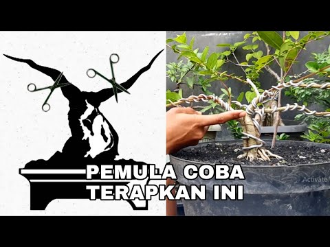 Cara Membuat Gerak Dasar Batang Bonsai Yang Benar Bagi Pemula