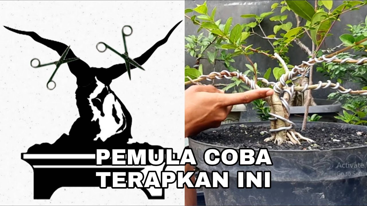 Cara Membuat Gerak Dasar Batang Bonsai Yang Benar Bagi Pemula YouTube
