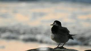 SEA AND BIRD HD MOTION ANIMATED BACKGROUND FOR GREEN SCREEN FREE TO REUSE
SEA AND BIRD HD MOTION ANIMATED BACKGROUND FOR GREEN SCREEN FREE TO REUSE
Lovely View of Beautiful Lake and Beach View. Free Video Backgrounds You can use this background in to your Youtube Videos.
Crediting is not necessary, but if you would like to appreciate us and allows us to gain exposure. You can use the following text in to your video description and subscribe the channel must.
TITLE: SEA AND BIRD HD MOTION ANIMATED BACKGROUND FOR GREEN SCREEN FREE TO REUSE
VIDEO:https://youtu.be/grKjk1fWSak
GET FREE BACKGROUNDS FOR YOUR YOUTUBE VIDEOS
YOU CAN USE THIS BACKGROUND FREE FOR EVER JUST ADD THE ABOVE IN TO YOUR DESCRIPTION AND SUBSCRIBE OUR CHANNEL. THANKS
DOWNLOAD LINK
https://greenbackgroundss.blogspot.com/
CONNECT WITH US
Follow us on Facebook
https://www.facebook.com/GREEN-Screen-Backgrounds-108136764094644
Instagram
https://www.instagram.com/touristtolocaal
Visit our web site
greenbackgroundss.blogspot.com
Twitter
https://twitter.com/gsbackground
Subscribe our channel for more
https://www.youtube.com/channel/UCpHH5s861N9HSeObHn2NO5g clouds backgrounds *******************************************
BACKGROUND FOR GREEN SCREEN, background for green screen video free, background for green screen stage, background for green screen city, how do i get a green screen for zoom virtual background, do i need a green screen for zoom background, where to get background for green screen, green screen, chroma key, green screen background SEA AND BIRD HD MOTION ANIMATED BACKGROUND FOR GREEN SCREEN FREE TO REUSE