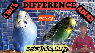 How to find chick & adult in love bird | TAMIL | National Farming