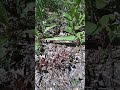 Знакомьтесь, кисличка. Не путать с кислицей или красной смородиной. Это совсем разные растения