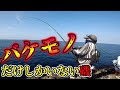 鵜来島の魚が頭おかしい件について