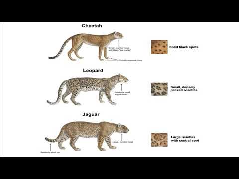 Difference between Leopard, Jaguar and Cheetah(Malayalam) - YouTube
