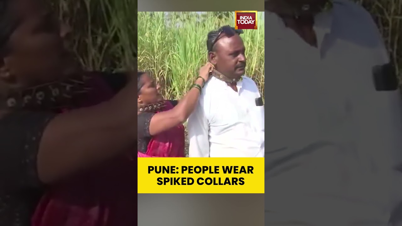 Pune Residents Seen Wearing Spiked Collars to Deter Dog Attacks Amid Rising Stray Dog Incidents