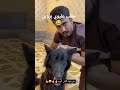 مقلب بيت رشك علاوي و زوين