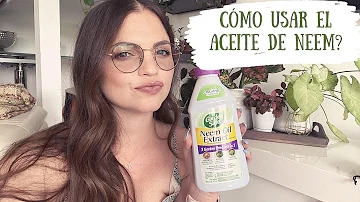 ¿Es bueno el aceite de neem para el oídio?