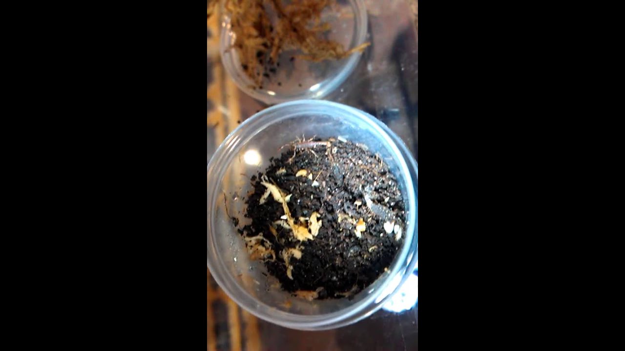 Australian Scorpion (Squama) baby