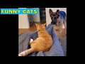 Funny cat videos