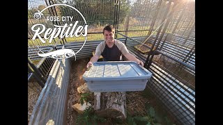 How We Brumate 50+ Tegus Part 1