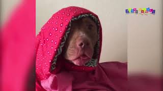 Смешное видео про собак и кошек. Ты меня не зли. Смешное видео про собак и кошек. Ты меня не зли.