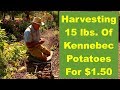 Let's Go Harvest...15 lbs. of Kennebec Potatoes For $1.50...w/Bailey!