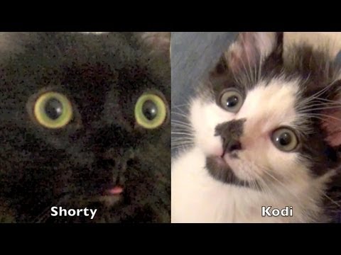 How to introduce 2 cats to each other 