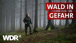 Im Einsatz für den Wald der Zukunft | Heimatflimmern | WDR