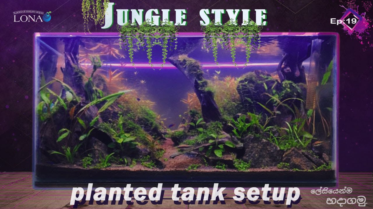 New jungle style tank setup in 2023 ලේසියෙන්ම හදාගමු A to z planted aquarium setup YouTube