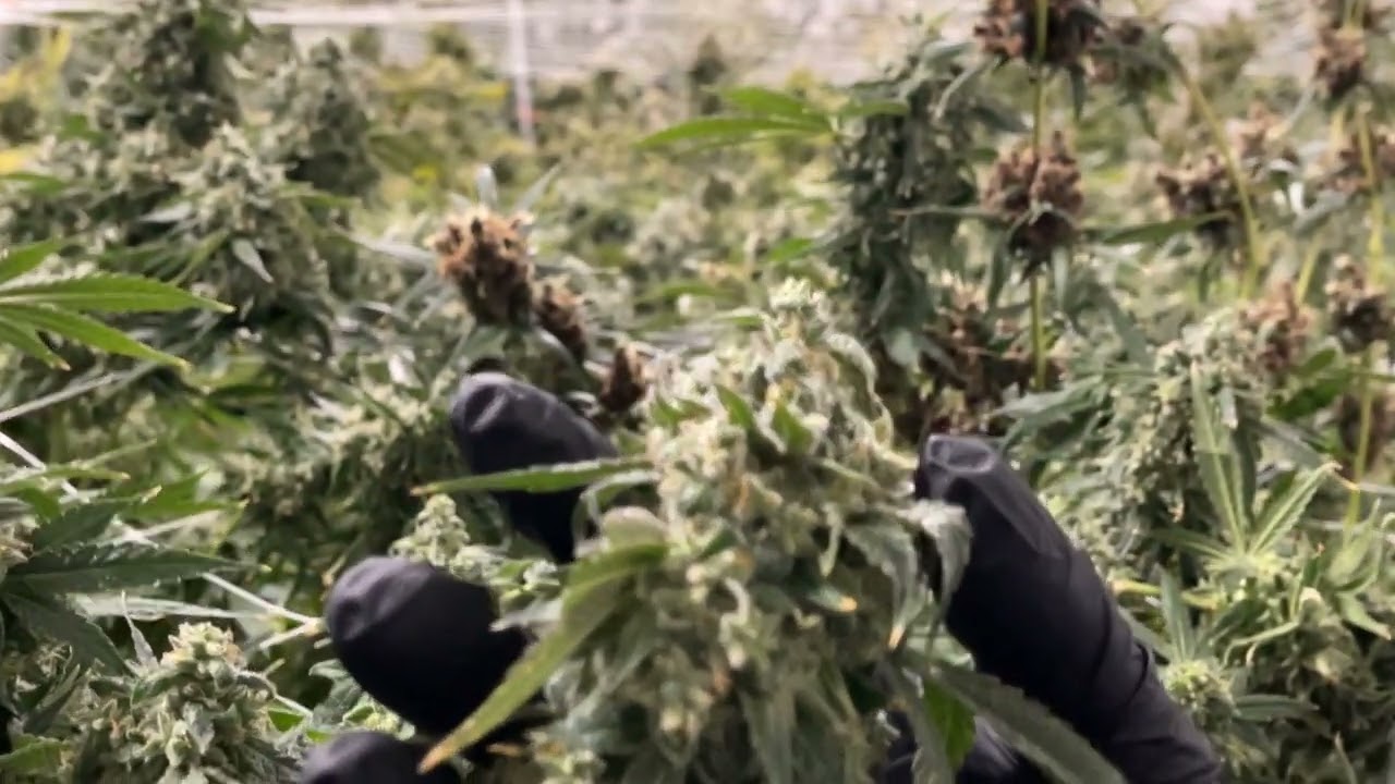 Purple Citrus Plant Up Close and Personal