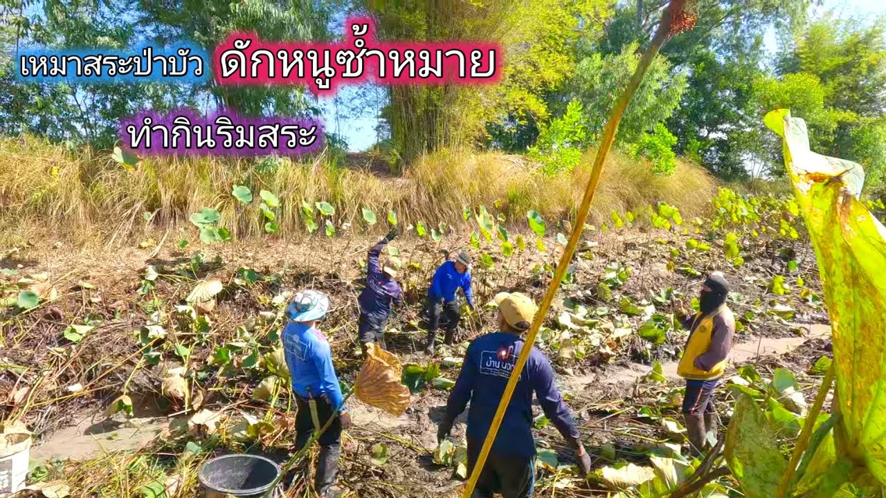 ค้างคืนเหมาสระป่าบัว ดักหนูซ้ำหมายประลองความหมาน ทำกินริมสระ