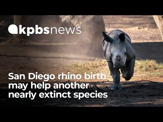 Rhino born at San Diego Zoo, marking key step in protecting