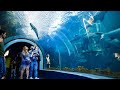 VISITAMOS el 2do Acuario  mas GRANDE de MÉXICO!!   (ACUARIO DE VERACRUZ)