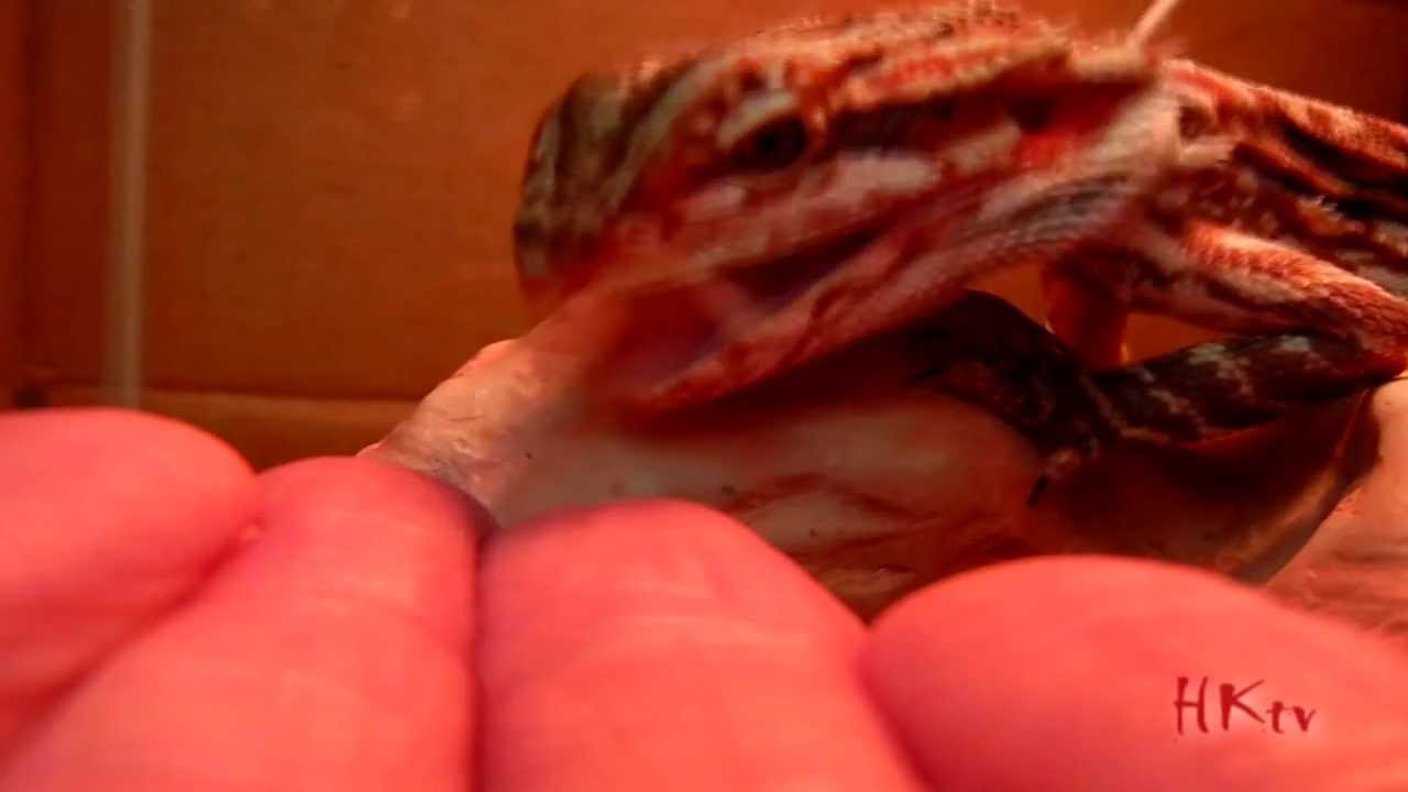 download wax worms for bearded dragons download wax worms for bearded dragons