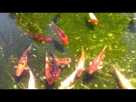 Awesome fish on