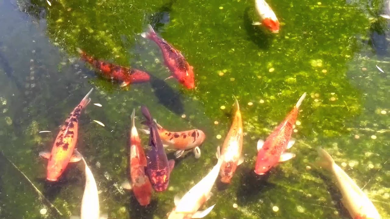 Awesome fish on Kefalonia YouTube