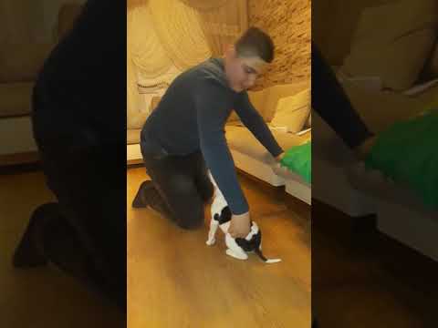 Video: İki Kediyi Birlikte Kabul Etmem Gerekir mi?