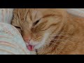 🔴 Live Funny CatsCH