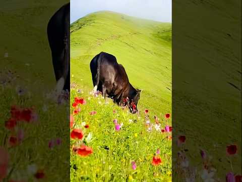 #youtubeshorts #foryou #nepalbeauty #tilakkandel #animallove