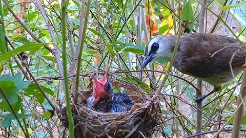 Mama trucukan feeds and protects her young from attacks in the nest [v 16]