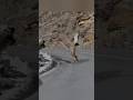 НЕВЕРОЯТНАЯ ОХОТА НА ГОРНОГО БАРАНА 😱🐏#охота #горныйбаран #bighorn #охотник #выстрел #экстрим #дикая