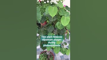 Which plant produces the most oxygen | Banyan tree | #shorts #tree #oxygen #carbondioxide #nature