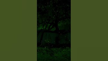 Clicking fireflies #firefly #insects #wildlifephotography