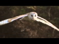 CLAW barn owl nesting box program CLAW barn owl nesting box program