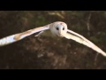 CLAW barn owl nesting box program