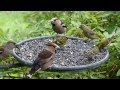 Ptáci na krmítku  Birds feeding on Bird Table