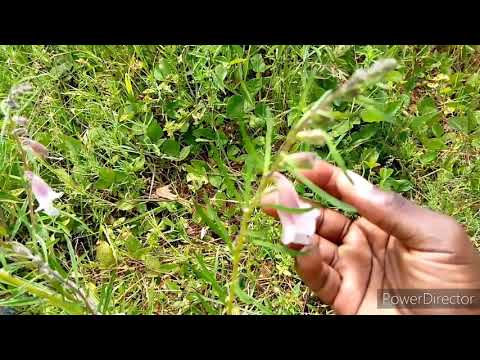 Video: Schisandra Chinensis - Mali Ya Dawa Na Mapishi Ya Maandalizi