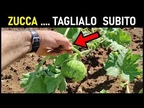 Video: Fioritura della vite di zucca - Come puoi sapere se le tue zucche si sono impollinate