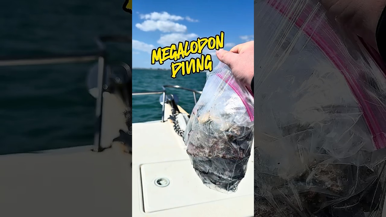 Megalodon Diving At Venice Beach!