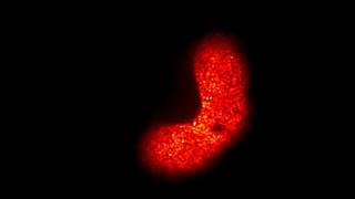 Visikol HISTO - Draq5
