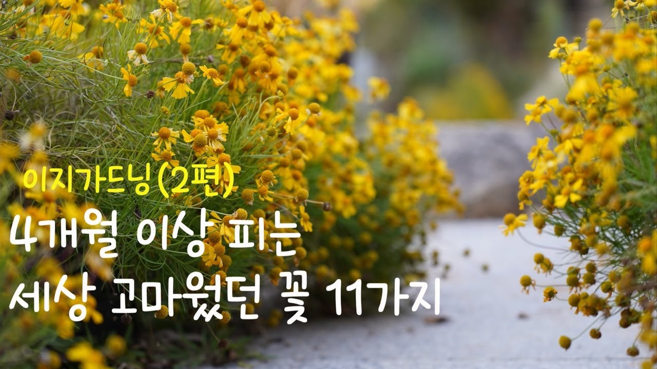 (여름~가을까지) 4개월 이상, 정원에 가득했던 세상 고마웠던 꽃들/2025 최고의 꽃 11/장기개화 BEST 11/For easy gardening
